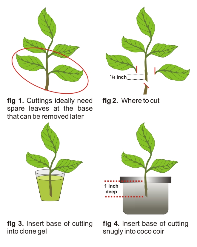 how to make plant cuttings