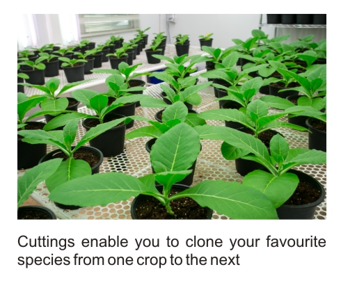 plant cuttings cloning