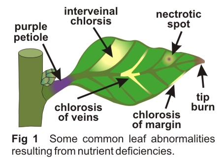 leaf-deficiency-symptoms