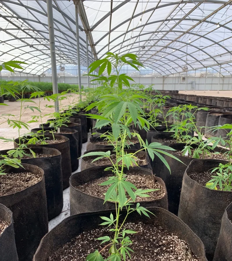 Floramax Inorganics